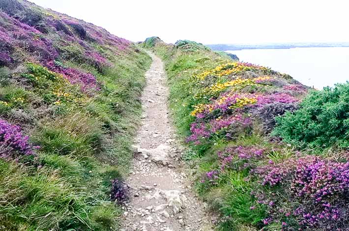 Trail lined with heather