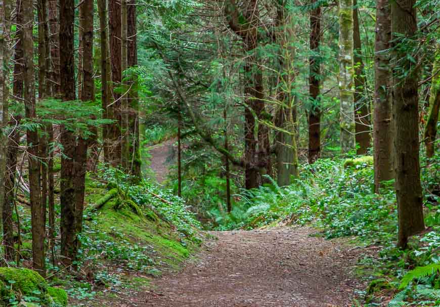 The final easy section through the forest in East Sooke Park