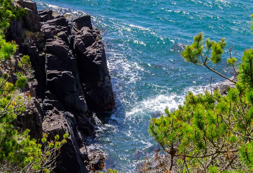 Wind swept pine trees and a rocky shoreline in East Sooke Park