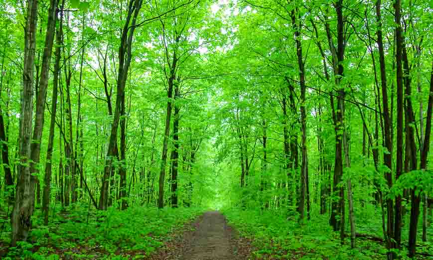 A path of green hiking in Awenda