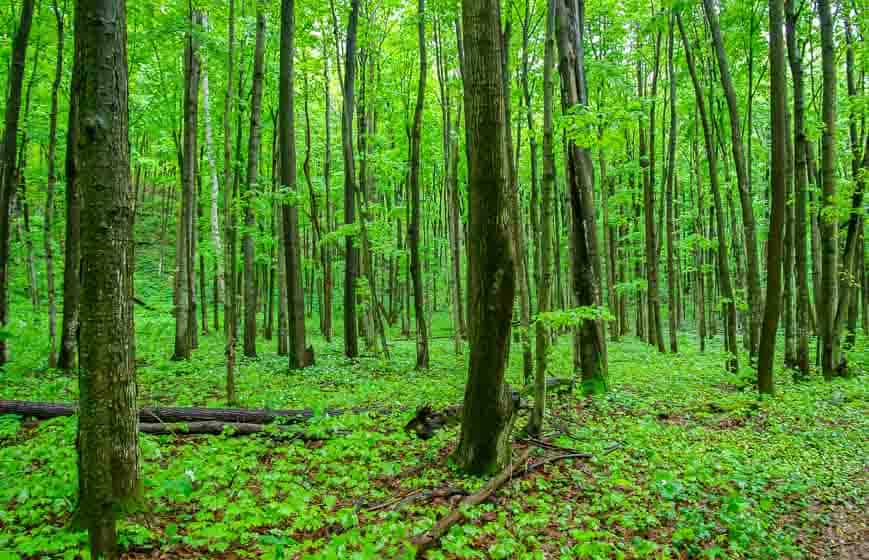 Exceptionally pretty woods by the campground in Awenda