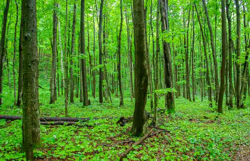 Exceptionally pretty woods by the campground in Awenda