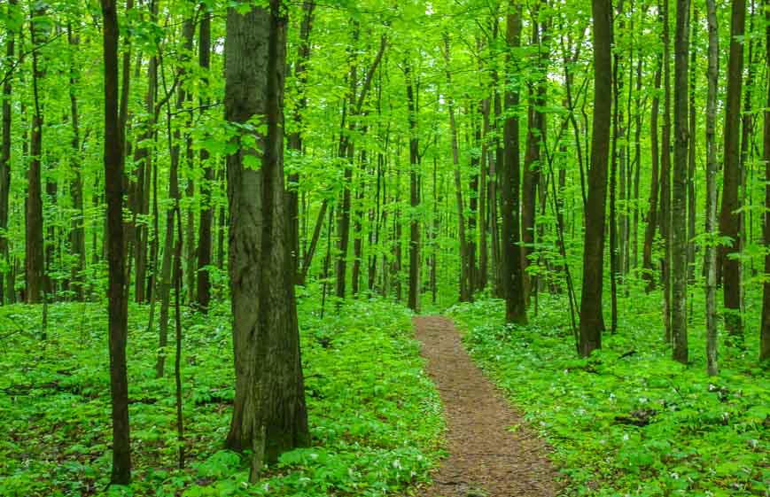 Hiking in Awenda you feel a sense of mystery