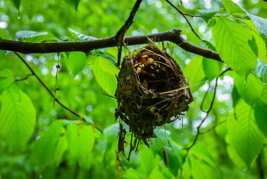 Not sure what kind of bird's nest this is in Awenda