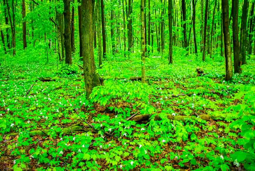 A ground cover of trilliums