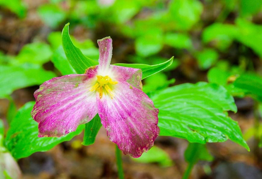 Trillium - at the end of the season