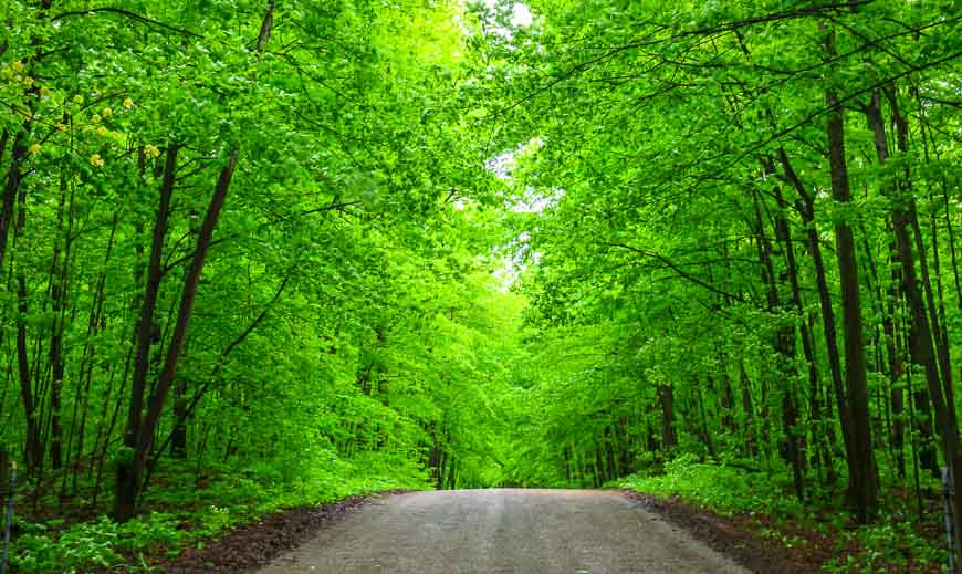 A road of green in Awenda
