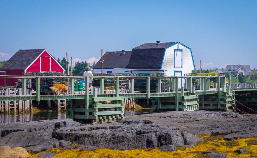 A blast of colour in the Blue Rocks harbour