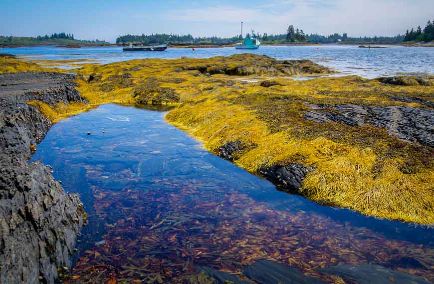 It's fun exploring tide pools