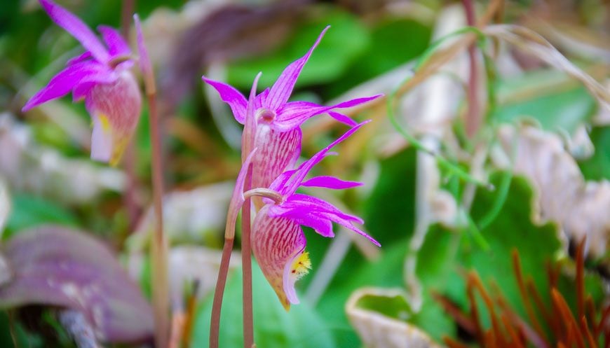 Pretty wildflowers at lower elevations on the Castle Mountain Lookout hike