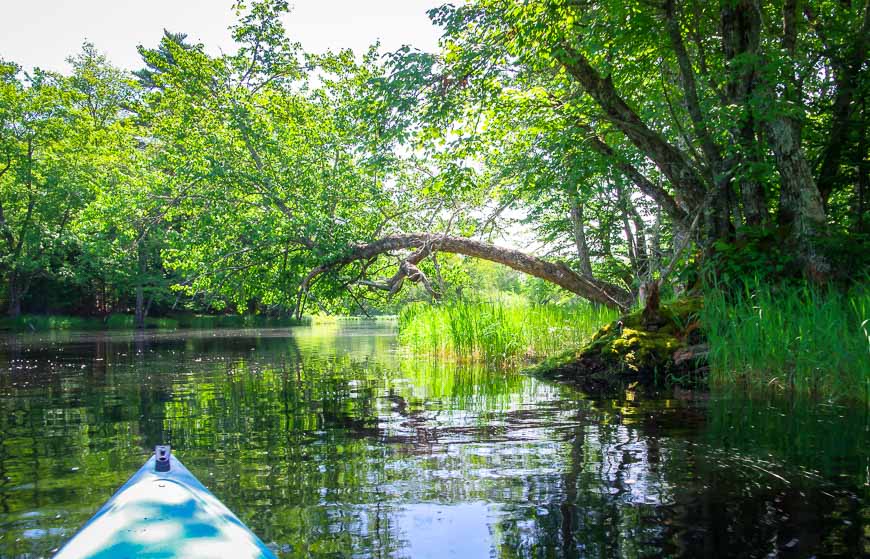 There's no current to speak of early on in the paddle