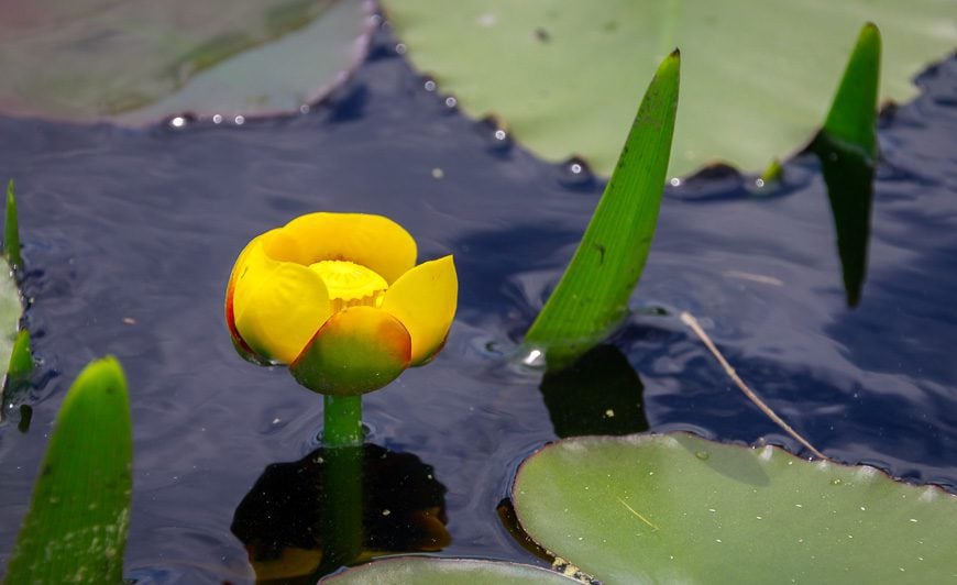 There are loads of water lilies around