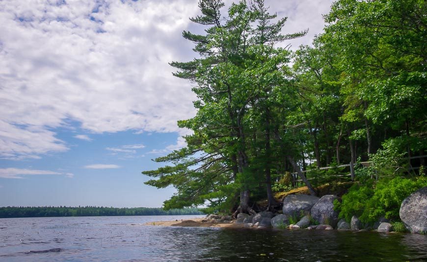 Kayaking Kejimkujik past windswept trees seen on some of the islands 