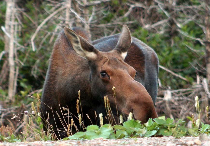 A Newfoundland moose can be seen often while biking the Viking Trail