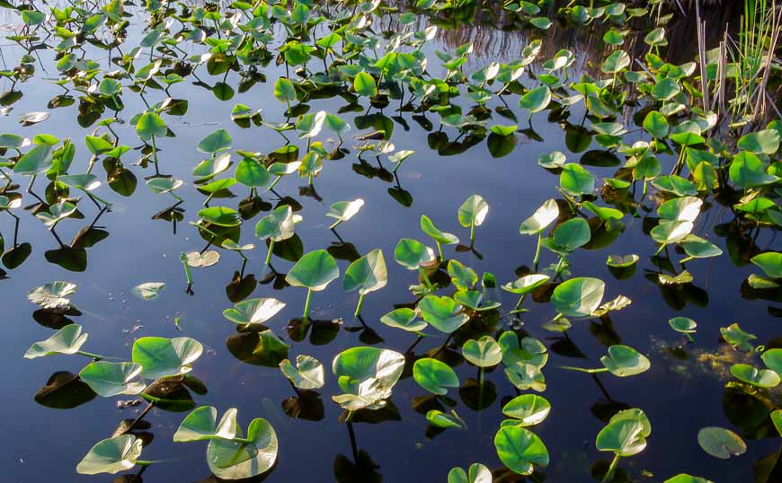 Lily pads coming to life in the warm weather