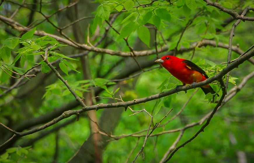 A scarlet tanager - the most exotic bird I saw