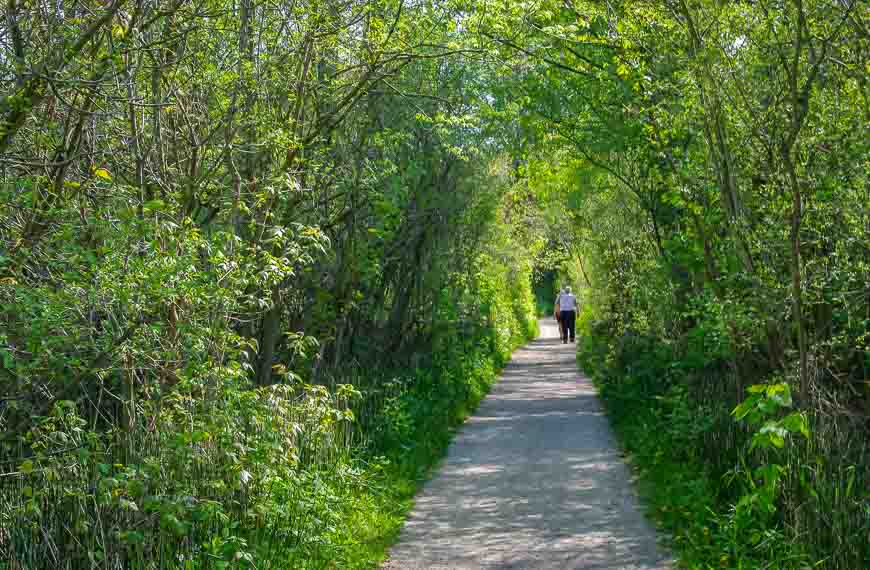 Walking through a tunnel of green in Point Pelee National Park