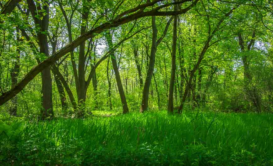 Exceptionally beautiful forest