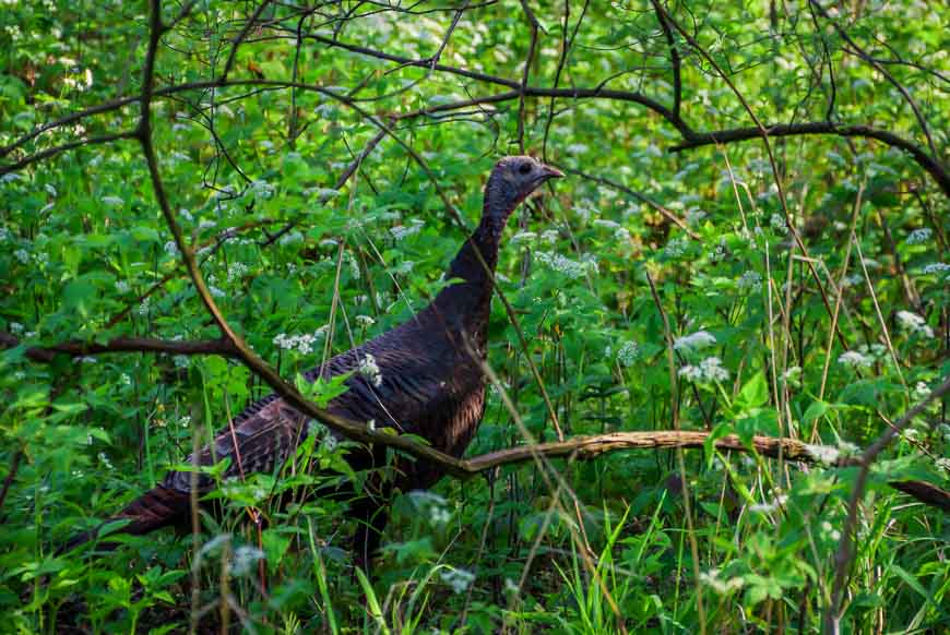 I loved all the wild turkeys I saw in Point Pelee