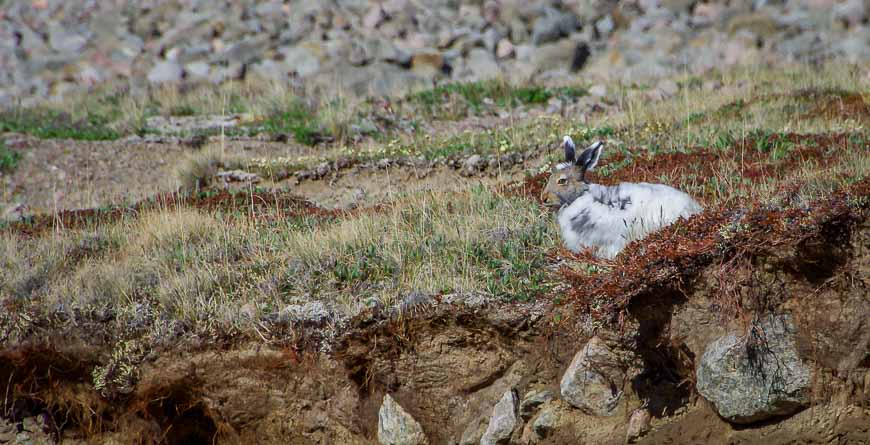 he Arctic hare is one of the few living things we saw regularly