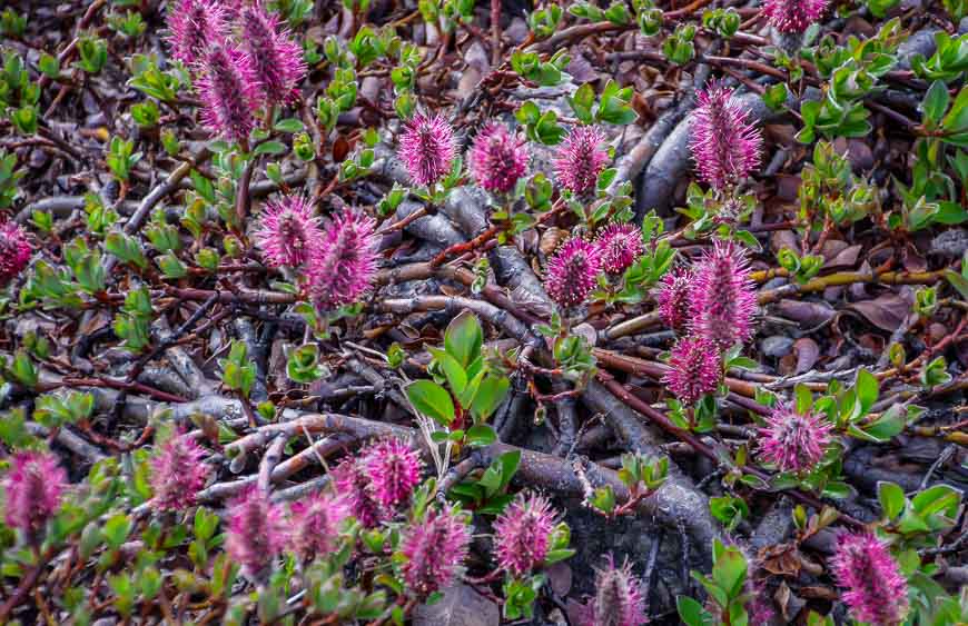 Crossing the Arctic Circle on Baffin Island you see wild willow 