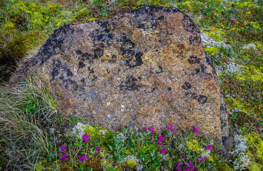 Hardy wildflowers and one of the 97 types of lichen