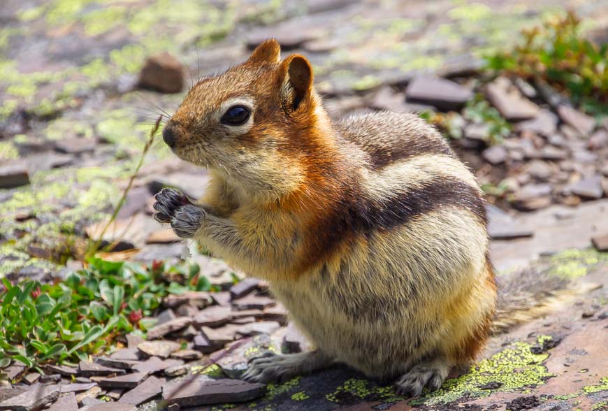 Aggressive golden-mantled ground squirrel will come after you at Lake Oesa