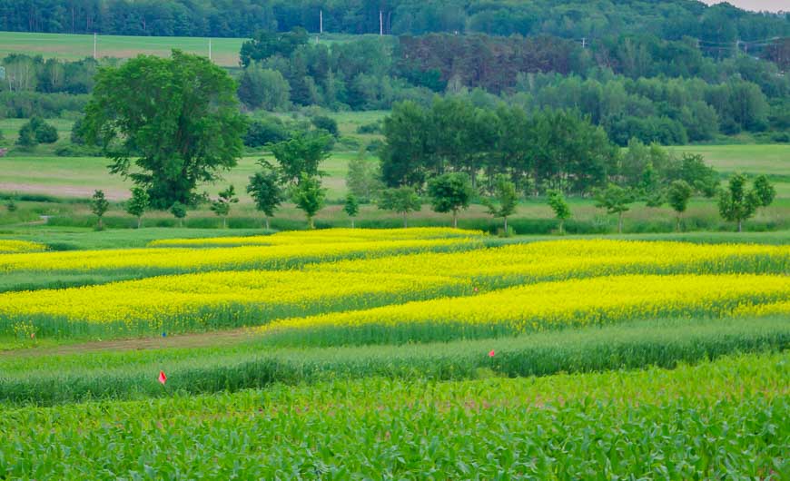 You'll find beautiful fields of flowers near Halls Harbour