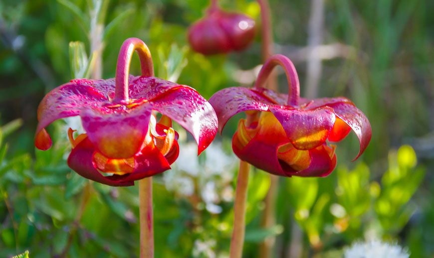 Facts about Nova Scotia - cool looking pitcher plants in Kejimkujik National Park Seaside