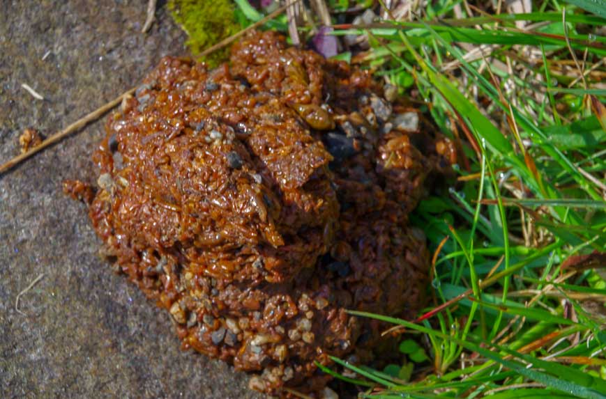 Fresh - though not steaming bear poop in Kejimkujik National Park Seaside