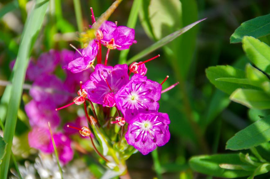 Beautiful pink flowers - also new to me