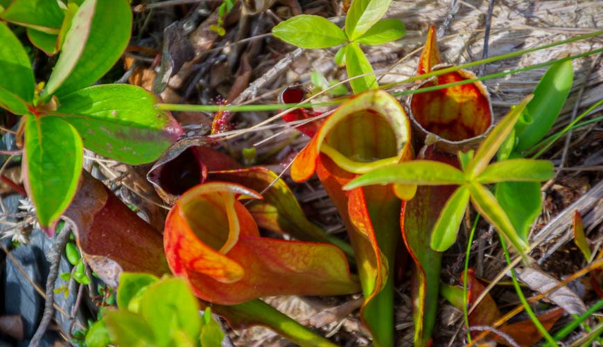 Pitcher plants