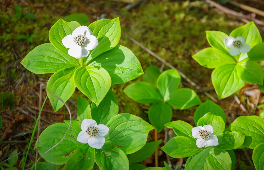 Bunchberry flowers