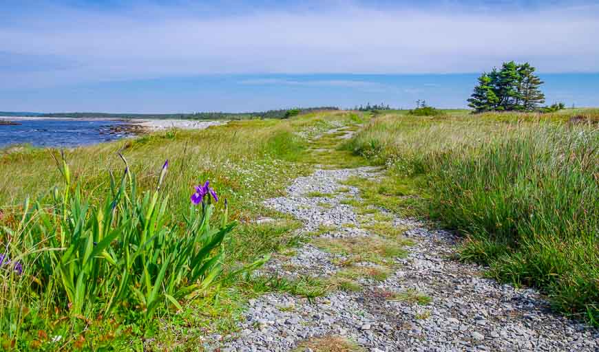 Wild iris line the trail in places in Kejimkujik National Park seaside