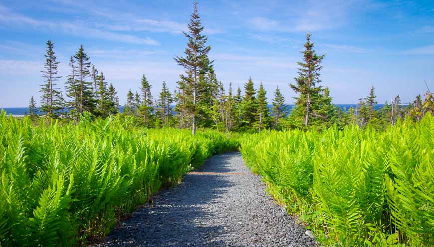 A path through the ferns on the way to the coast