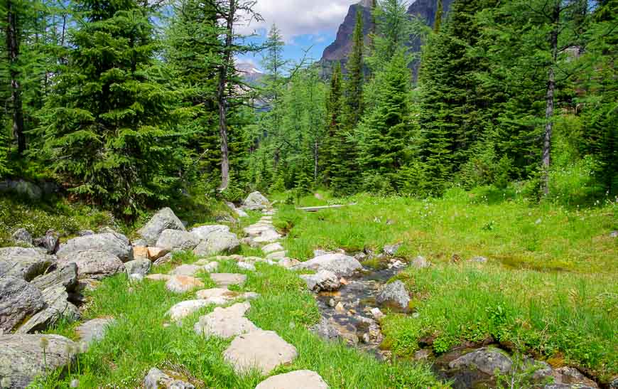 It's back into the woods on the Lake O'Hara alpine hike