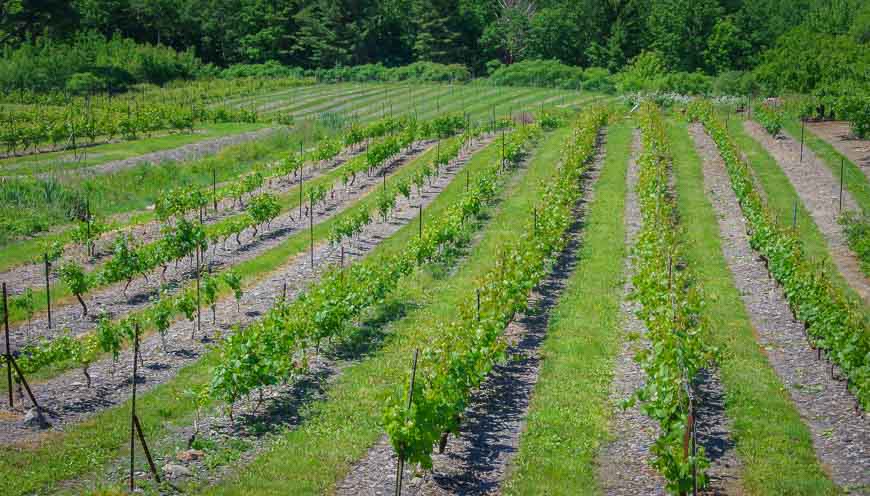 Bear River Winery grape vines