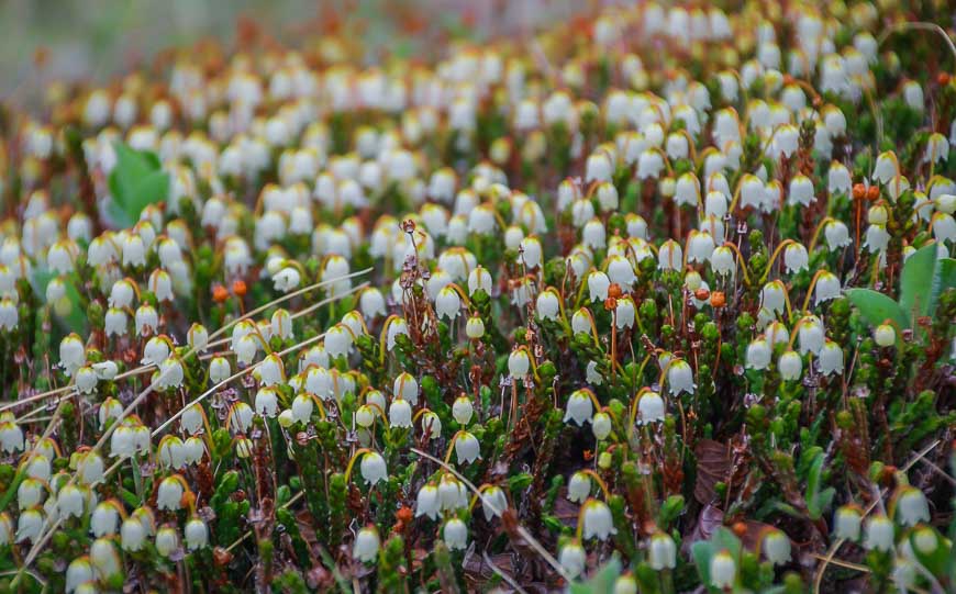 Mounds of heather on the trail