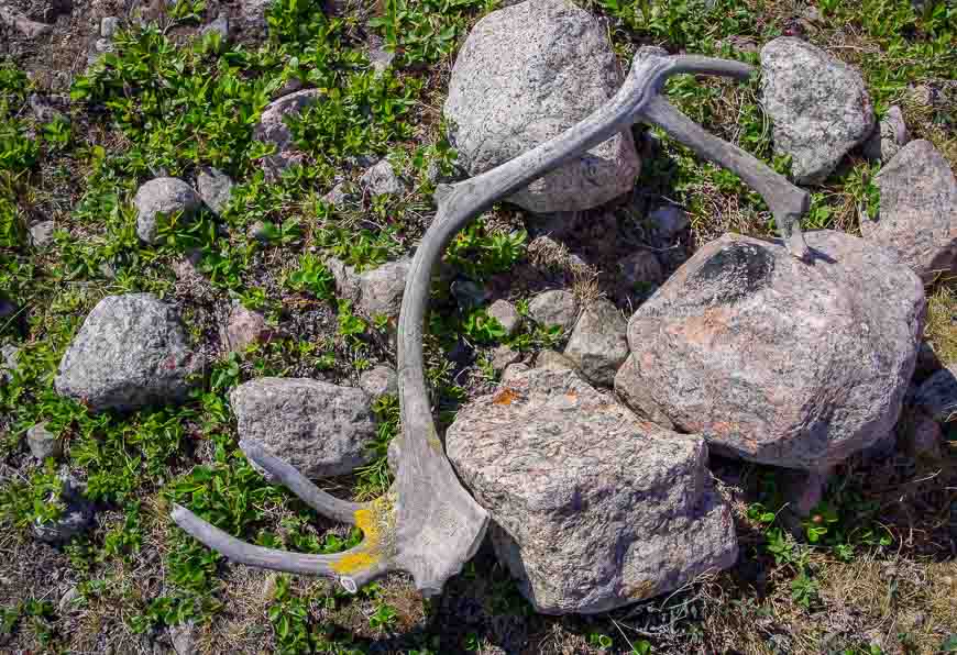 Lichen covered caribou antlers