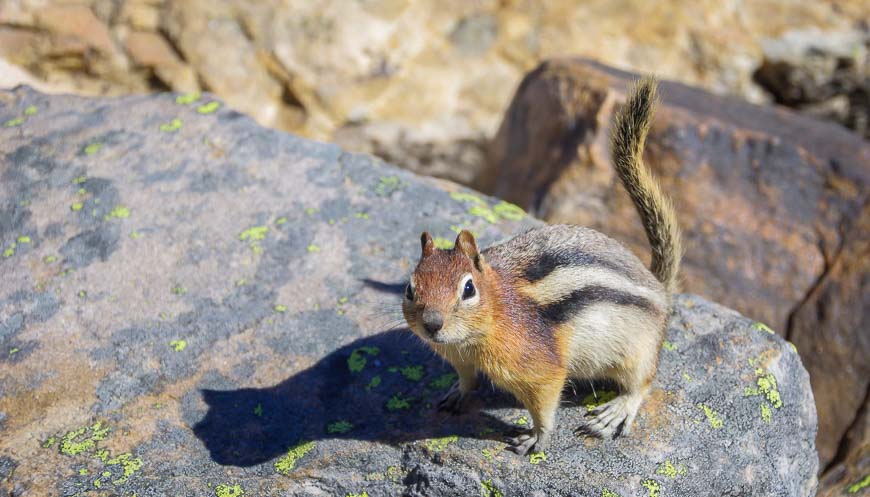 No shortage of golden-mantled gound squirrels around