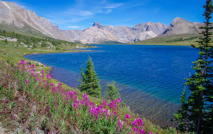 Wildflowers are still very much in bloom in August along Ptarmigan Lake