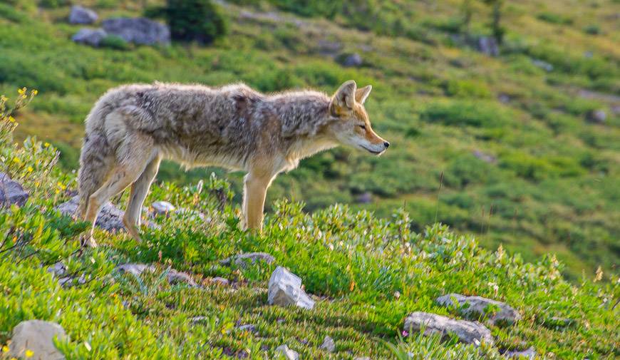 Saw a coyote intent on its prey on the hike out