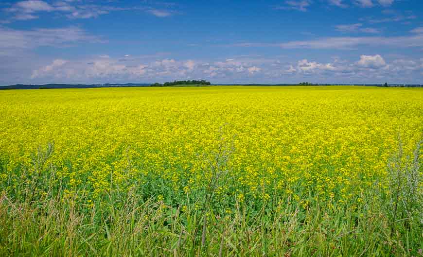 I never got tired of looking at canola fields while cycling the Blueberry Route