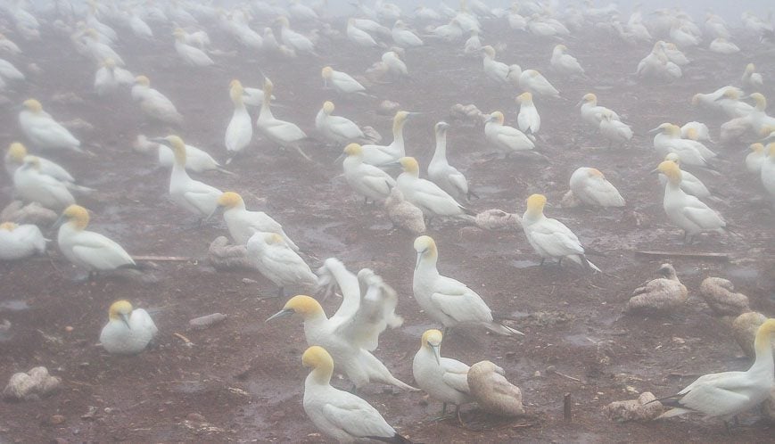 The miserable looking brown blobs are the baby gannets