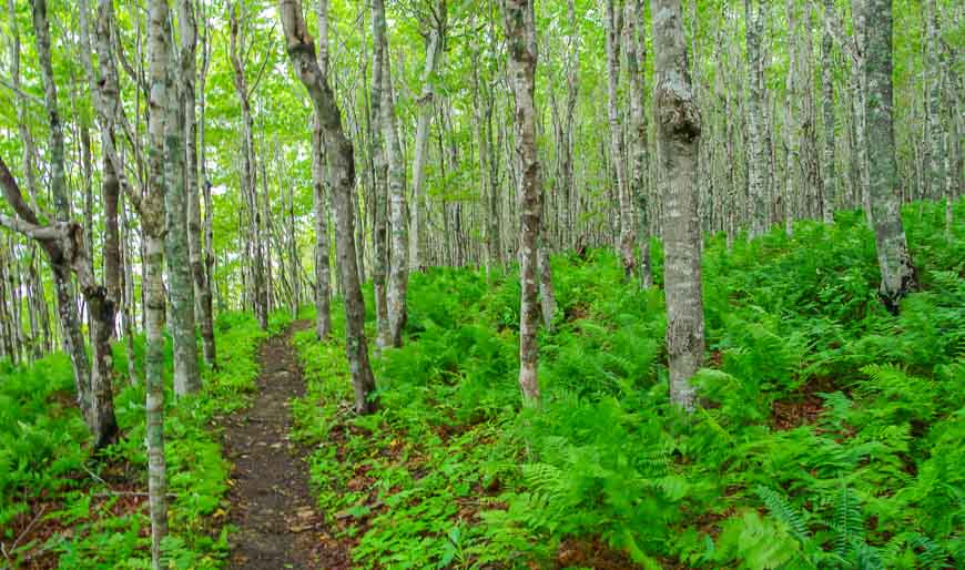 Beautiful woods at the beginning of the hike