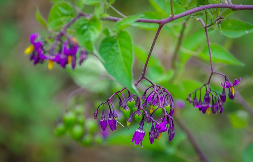 Beautiful purple wildflowers but I don't know what they are