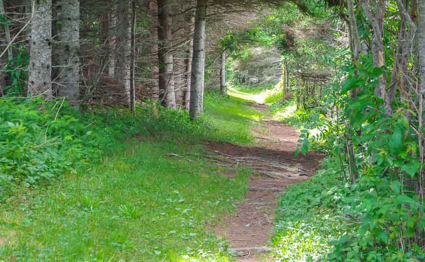 Hike through a tunnel of green