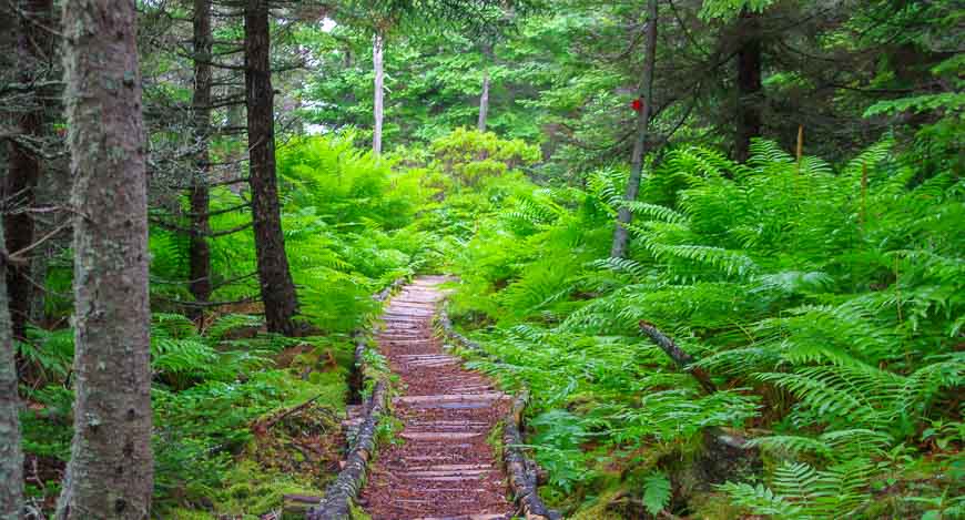 Lush trail through the woods