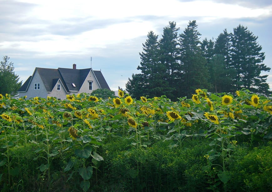 You'll see fields of sunflowers when you're cycling PEI