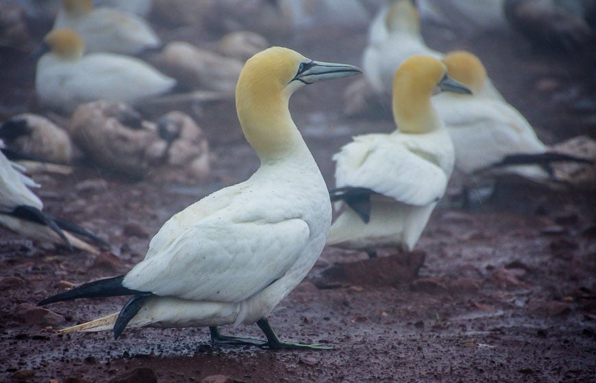 Gannets are very handsome birds
